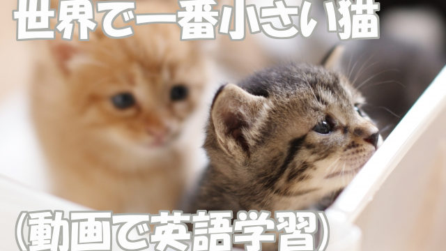 世界で一番小さい猫 動画で英語学習 イーネタ