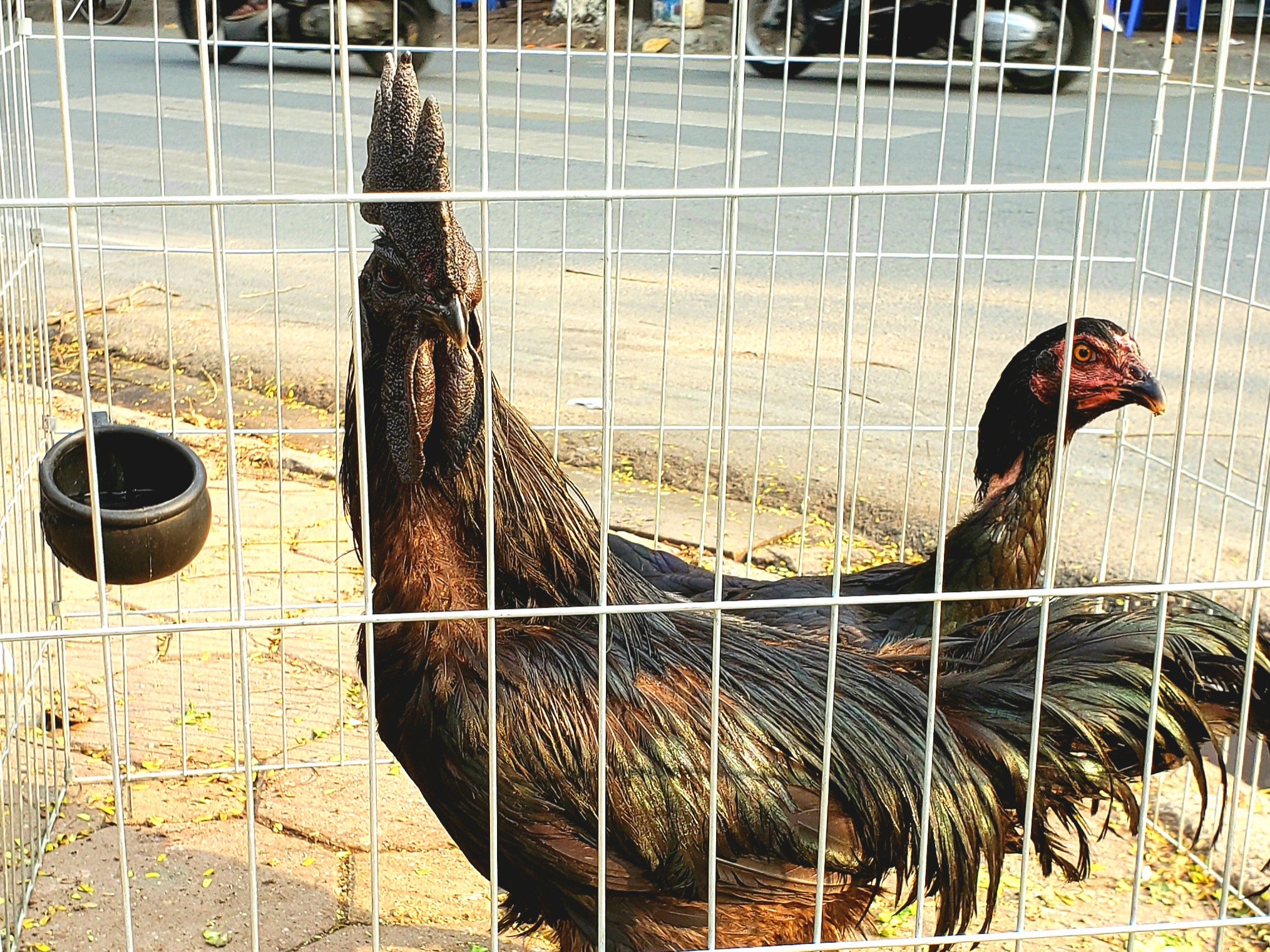 全身真っ黒のニワトリ、アヤム・セマニ(英語記事紹介)｜イーネタ