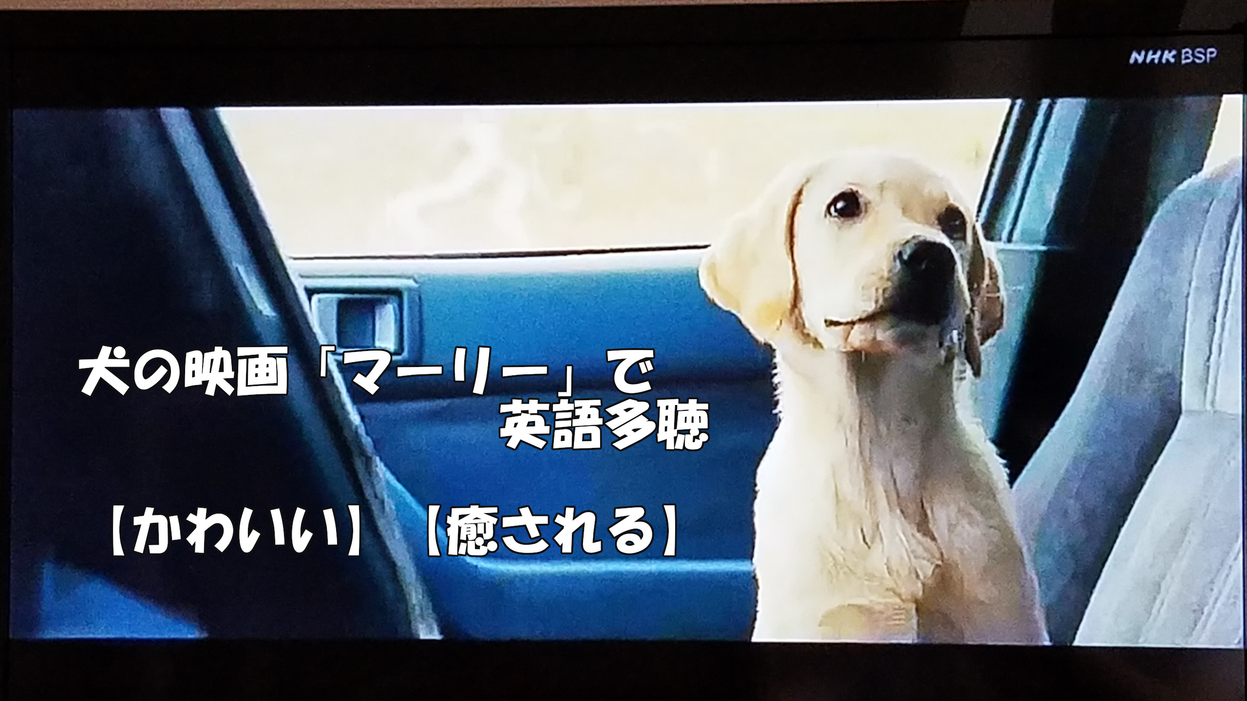 犬の映画 マーリー で英語多聴 かわいい 癒される イーネタ